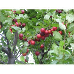 Nasiona Śliwa japońska okrągła szt.5 Nxx453