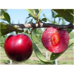 Nasiona Śliwa japońska okrągła szt.5 Nxx453