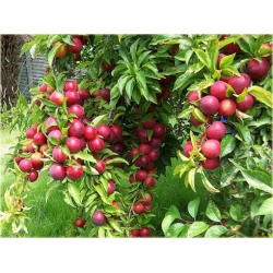 Nasiona Śliwa japońska okrągła szt.5 Nxx453