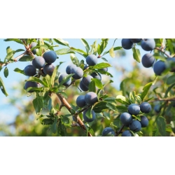 nasiona Śliwa tarnina Prunus spinosa szt5 Fore212