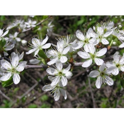 nasiona Śliwa tarnina Prunus spinosa szt5 Fore212