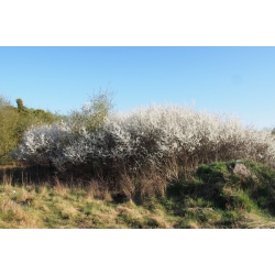 nasiona Śliwa tarnina Prunus spinosa szt5 Fore212