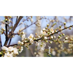 nasiona Śliwa tarnina Prunus spinosa szt5 Fore212