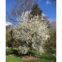 nasiona Śliwa tarnina Prunus spinosa szt5 Fore212