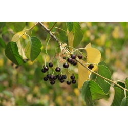 nasiona Śliwa wonna antypka Prunus mahaleb szt5 Fore207