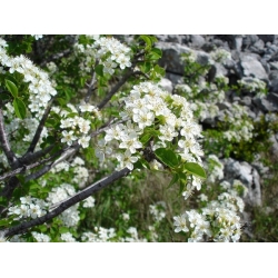 nasiona Śliwa wonna antypka Prunus mahaleb szt5 Fore207