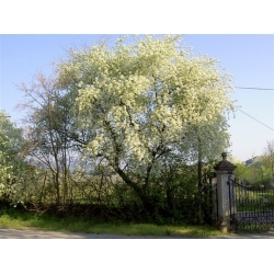 nasiona Śliwa wonna antypka Prunus mahaleb szt5 Fore207