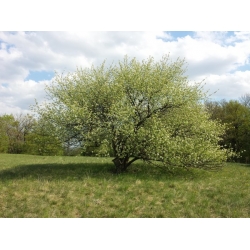 nasiona Śliwa wonna antypka Prunus mahaleb szt5 Fore207