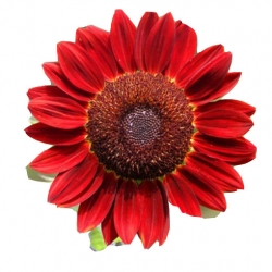 Nasiona Słonecznik czerwony szt.5 N82