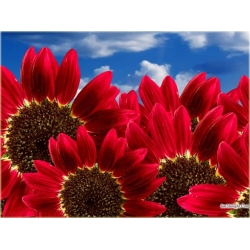 Nasiona Słonecznik czerwony szt.5 Nxx82