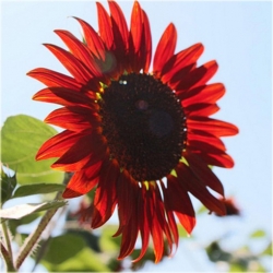 Nasiona Słonecznik czerwony szt.5 Nxx82