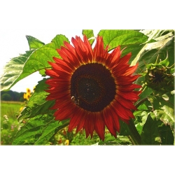 Nasiona Słonecznik czerwony szt.5 Nxx82