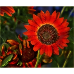 Nasiona Słonecznik czerwony szt.5 Nxx82