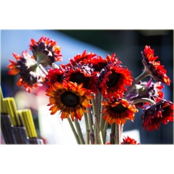 Nasiona Słonecznik czerwony szt.5 Nxx82