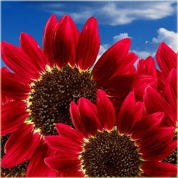 Nasiona Słonecznik czerwony szt.5 Nxx82