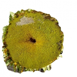 Nasiona Słonecznik gigant szt.5 N15