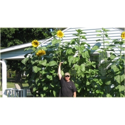 Nasiona Słonecznik gigant szt.5 Nxx15