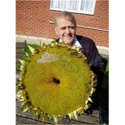 Nasiona Słonecznik gigant szt.5 Nxx15