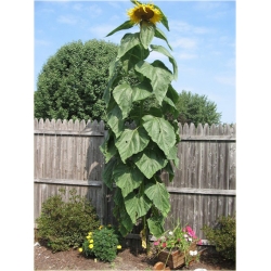 Nasiona Słonecznik gigant szt.5 Nxx15