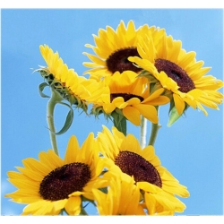 Nasiona Słonecznik wazonowy szt.5 Nxx131