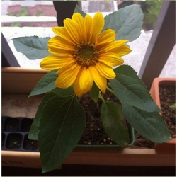 Nasiona Słonecznik wazonowy szt.5 Nxx131