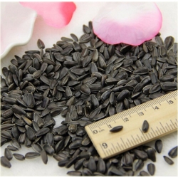 Nasiona Słonecznik wazonowy szt.5 Nxx131