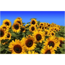 Nasiona Słonecznik wazonowy szt.5 Nxx131