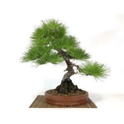 Nasiona Sosna czarna bonsai szt.5 N606