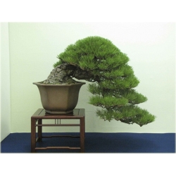 Nasiona Sosna czarna bonsai szt.5 Nxx606