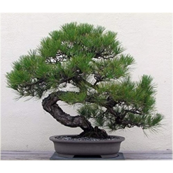 Nasiona Sosna czarna bonsai szt.5 Nxx606
