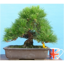 Nasiona Sosna czarna bonsai szt.5 Nxx606