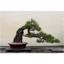 Nasiona Sosna czarna bonsai szt.5 Nxx606