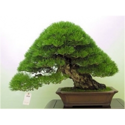 Nasiona Sosna czarna bonsai szt.5 Nxx606