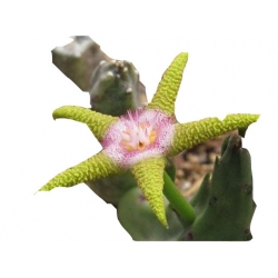 Nasiona Stapelia pulchella kaktus szt.10 N402