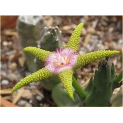 Nasiona Stapelia pulchella kaktus szt.10 Nxx402