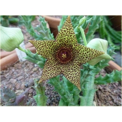 Nasiona Stapelia pulchella kaktus szt.10 Nxx402