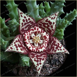 Nasiona Stapelia pulchella kaktus szt.10 Nxx402