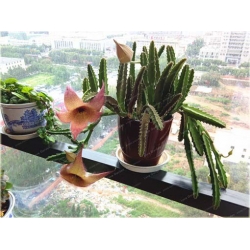 Nasiona Stapelia pulchella kaktus szt.10 Nxx402