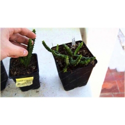 Nasiona Stapelia pulchella kaktus szt.10 Nxx402