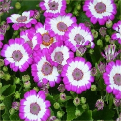 Nasiona Starzec popielnik mix szt.5 Nxx183