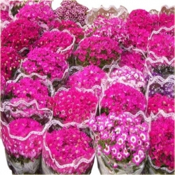 Nasiona Starzec popielnik mix szt.5 Nxx183