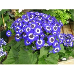 Nasiona Starzec popielnik mix szt.5 Nxx183