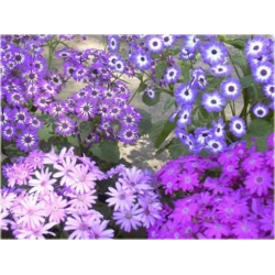 Nasiona Starzec popielnik mix szt.5 Nxx183