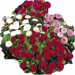 Nasiona Stokrotka pełna Księżniczka Daisy szt.10 N473