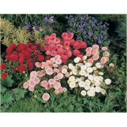 Nasiona Stokrotka pełna Daisy szt.10 Nxx473