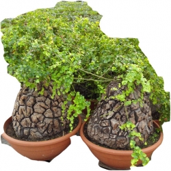 Nasiona Stopa słonia Dioscorea elephantipes seeds