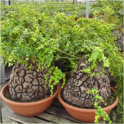 Nasiona Stopa słonia Dioscorea elephantipes seeds