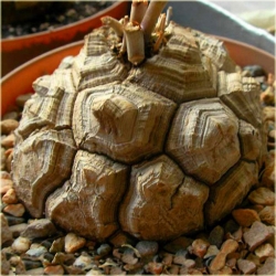 Nasiona Stopa słonia Dioscorea elephantipes seeds