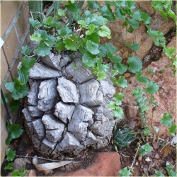 Nasiona Stopa słonia Dioscorea elephantipes seeds