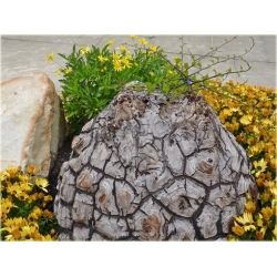 Nasiona Stopa słonia Dioscorea elephantipes seeds